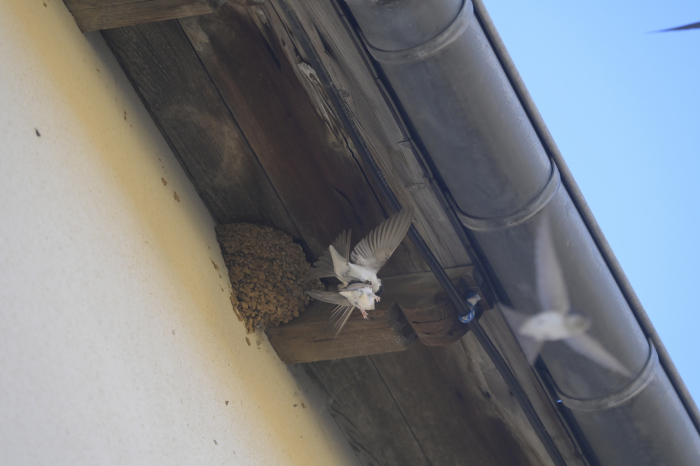 Hirondelles - Hirondelles de fenêtre s'envolant du nid (Delichon urbica) - gryphea.org